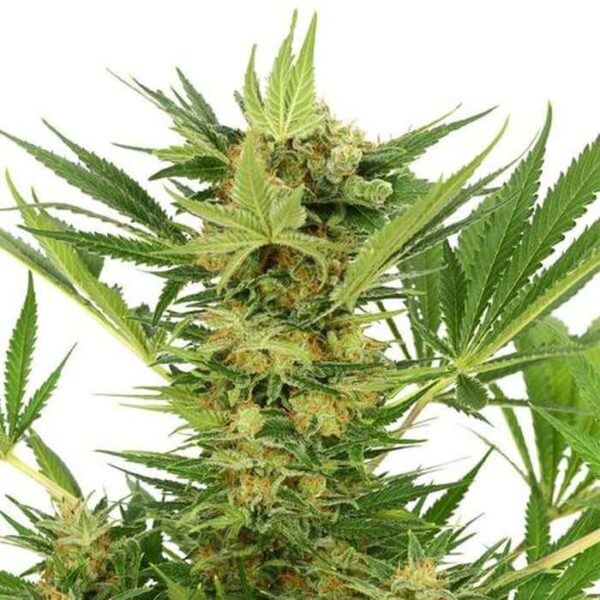 AK-47 Feminised Seeds