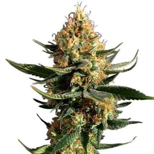 Chemdawg Feminized Seeds