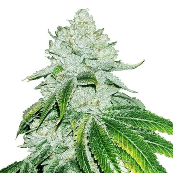 Gelato Feminized Seeds