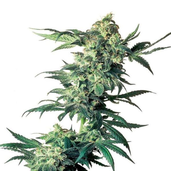 Northern Lights Regular Seeds