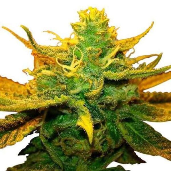 Mango Kush Feminized Seeds