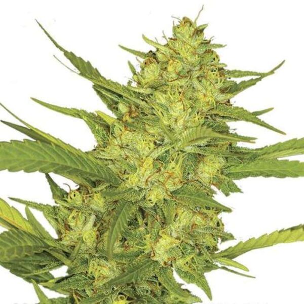 Sour Diesel Fem Seeds