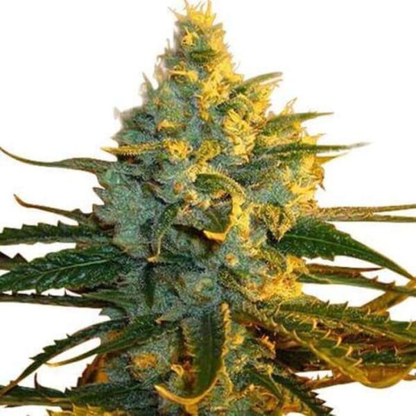 Super Lemon Haze Feminized Seeds