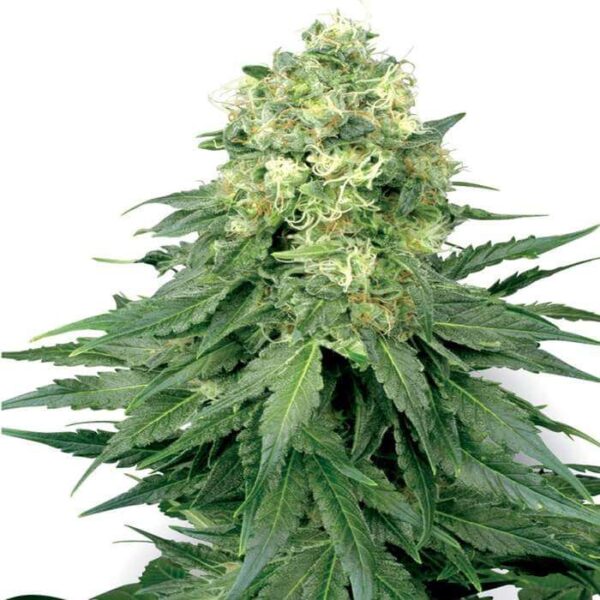 WHITE WIDOW FEMINIZED SEEDS